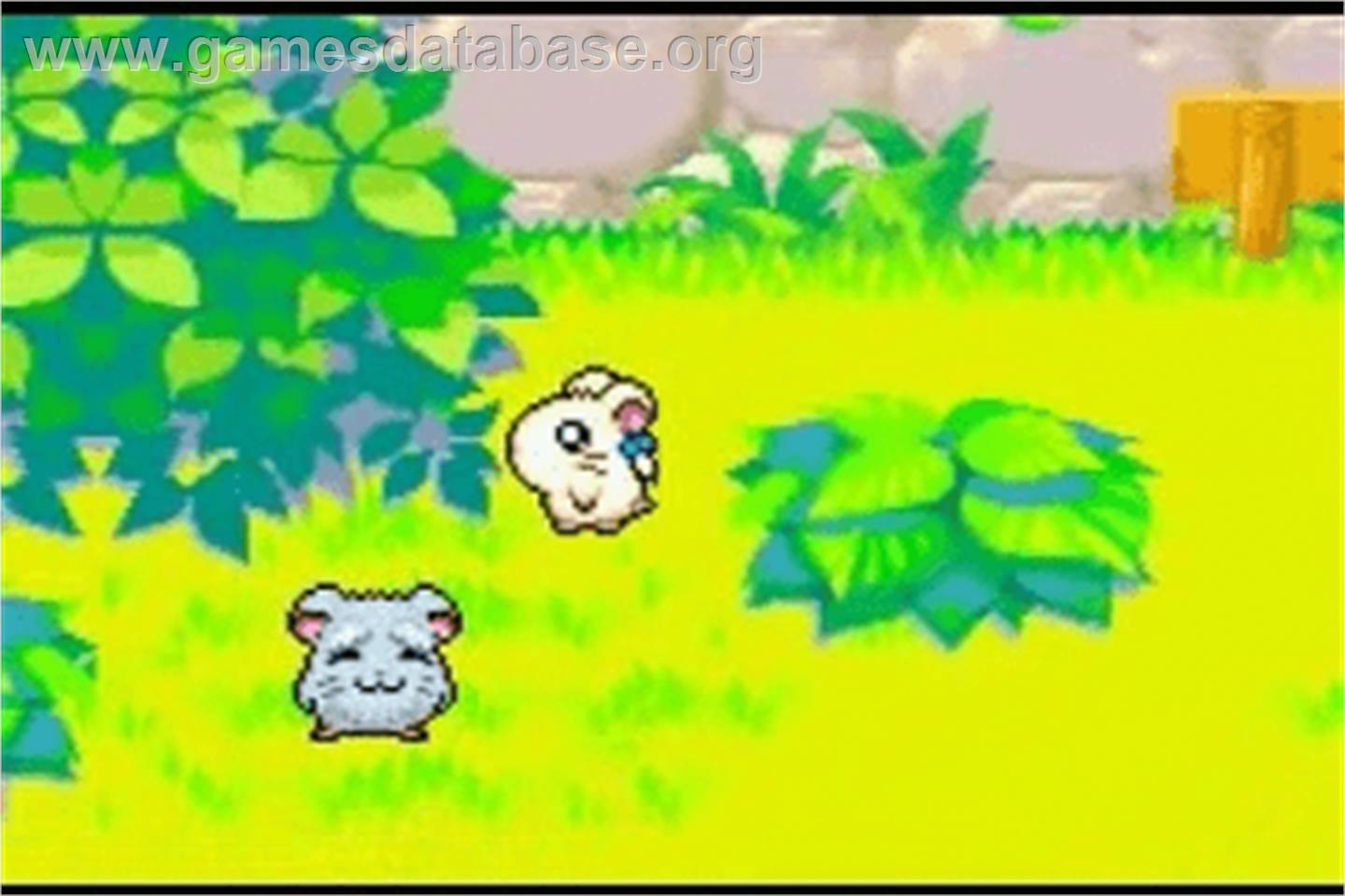 Hamtaro Rainbow Rescue - Nintendo Game Boy Advance - Artwork - In Game