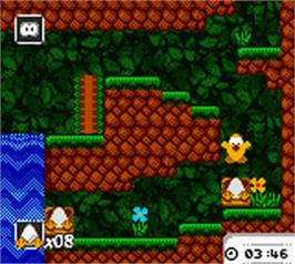 In game image of Toki Tori on the Nintendo Game Boy Color.