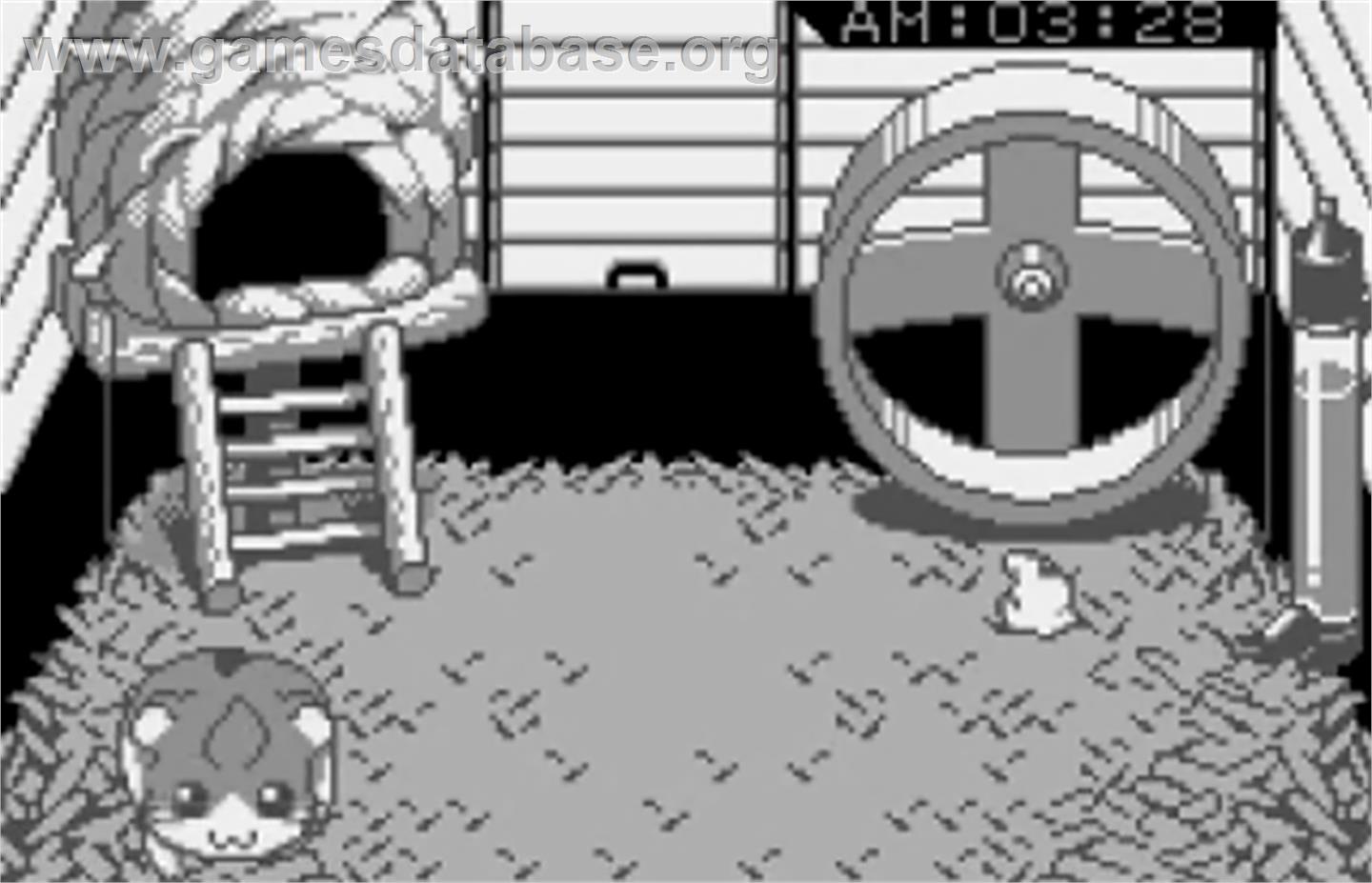Dokodemo Hamster - Bandai WonderSwan - Artwork - In Game